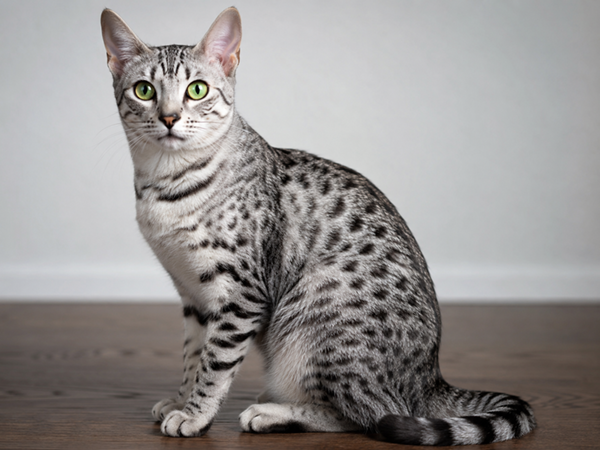 Египетская мау / Egyptian Mau