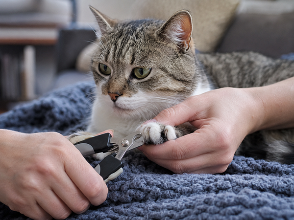 кошке стригут когти