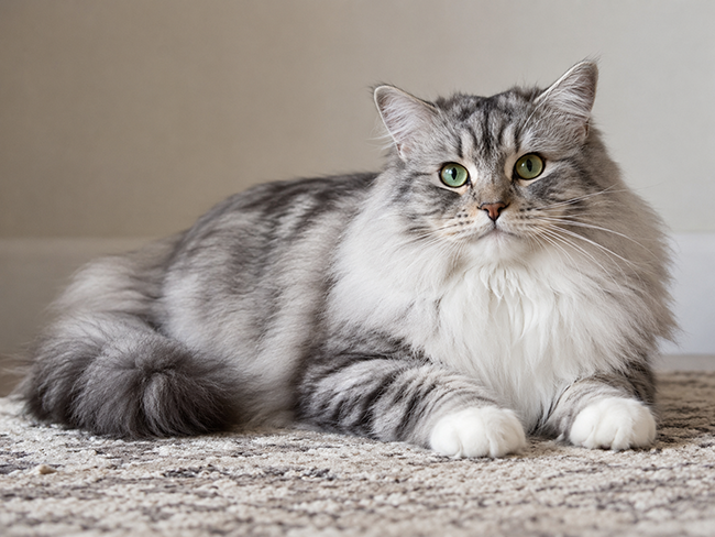 Рагамаффин / RagaMuffin