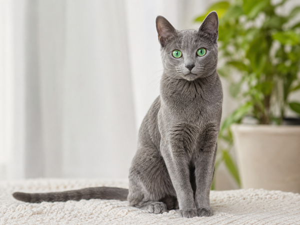 Русская голубая Архангельская кошка / Russian Blue Archangel Cat