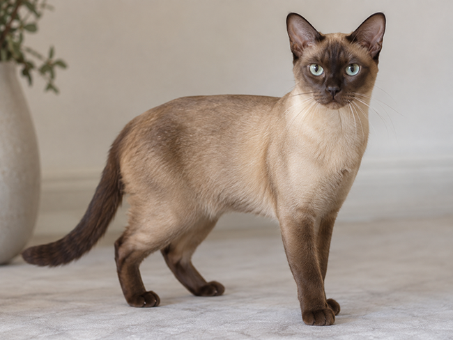 Tonkinese